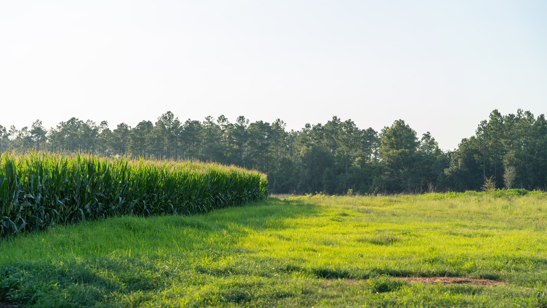 Image for 481+/- Acres - The John B. Wight Trust - Irrigated Row Crop Farm