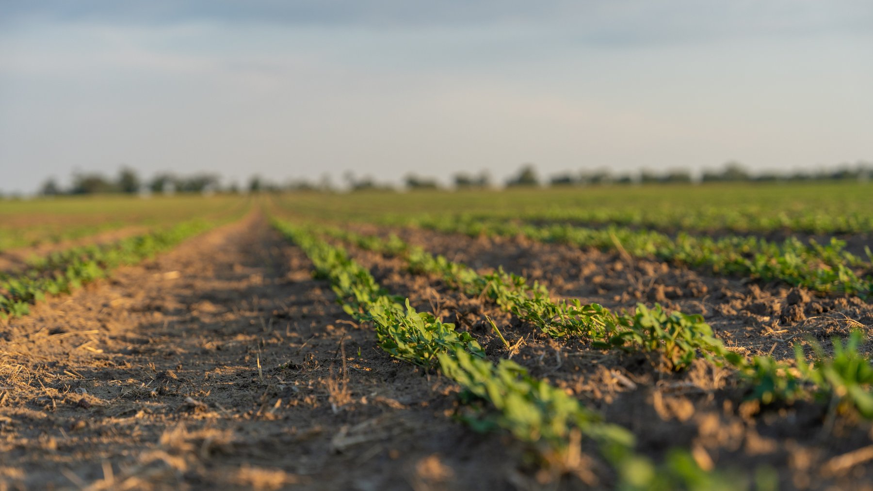 Image for 481+/- Acres - The John B. Wight Trust - Irrigated Row Crop Farm