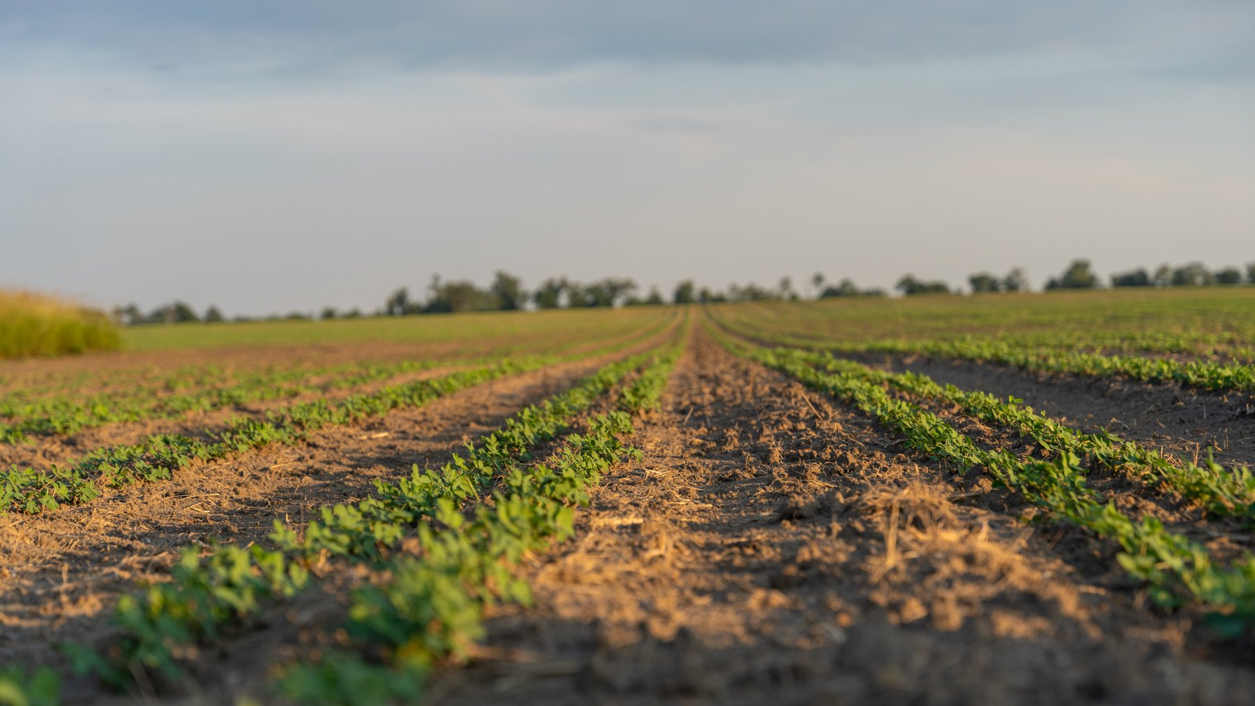Image for 481+/- Acres - The John B. Wight Trust - Irrigated Row Crop Farm