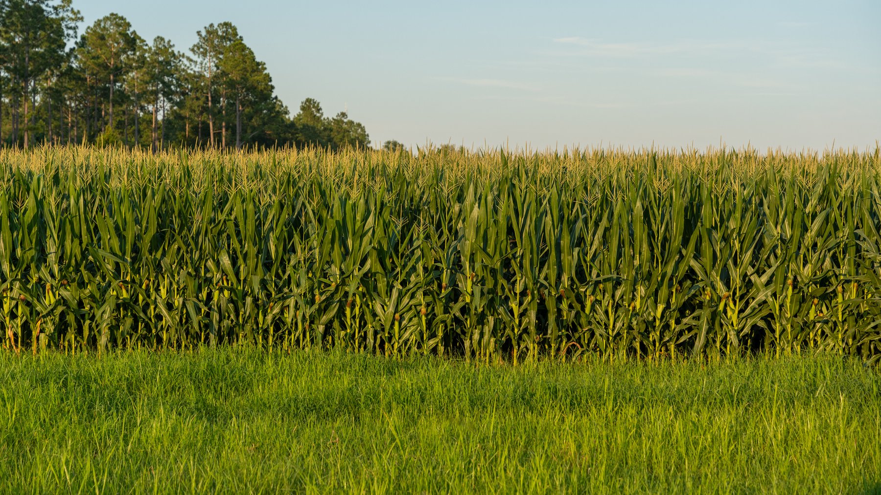 Image for 481+/- Acres - The John B. Wight Trust - Irrigated Row Crop Farm