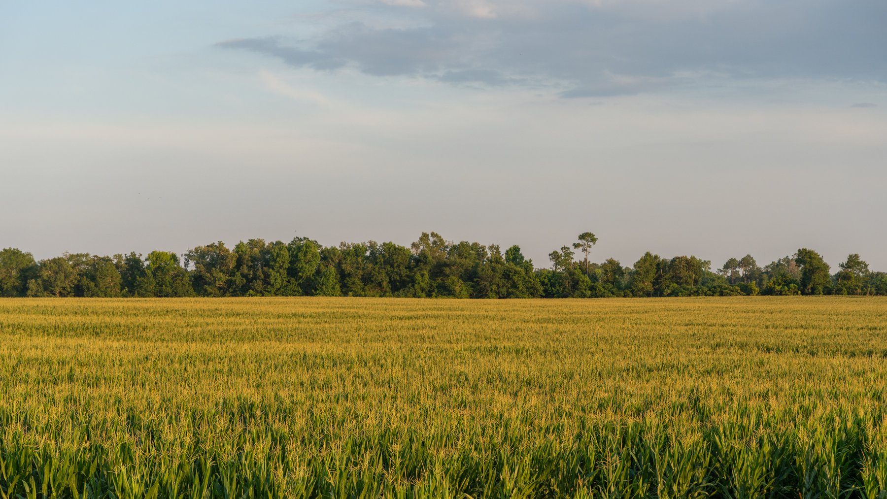 Image for 481+/- Acres - The John B. Wight Trust - Irrigated Row Crop Farm