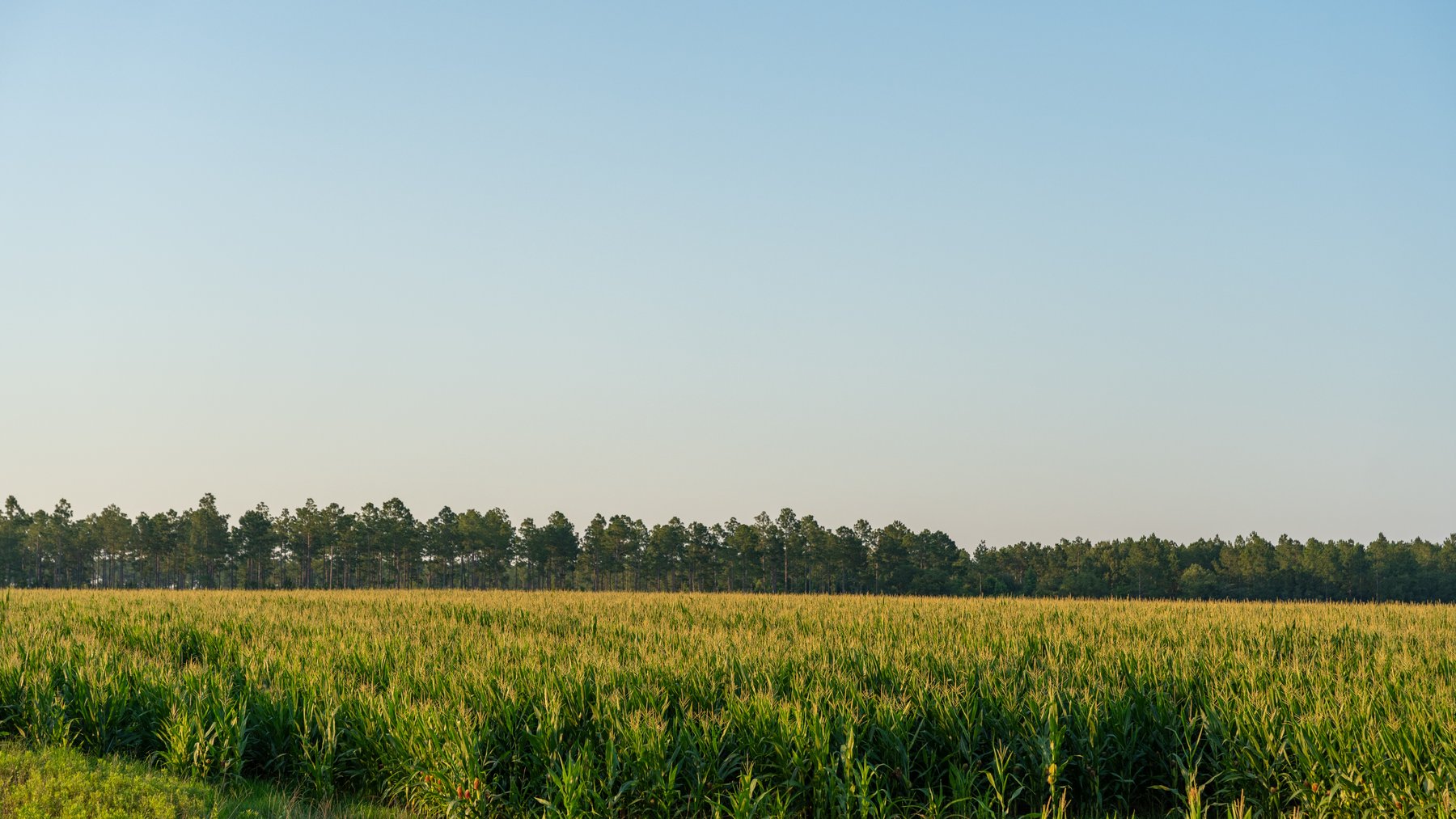 Image for 481+/- Acres - The John B. Wight Trust - Irrigated Row Crop Farm