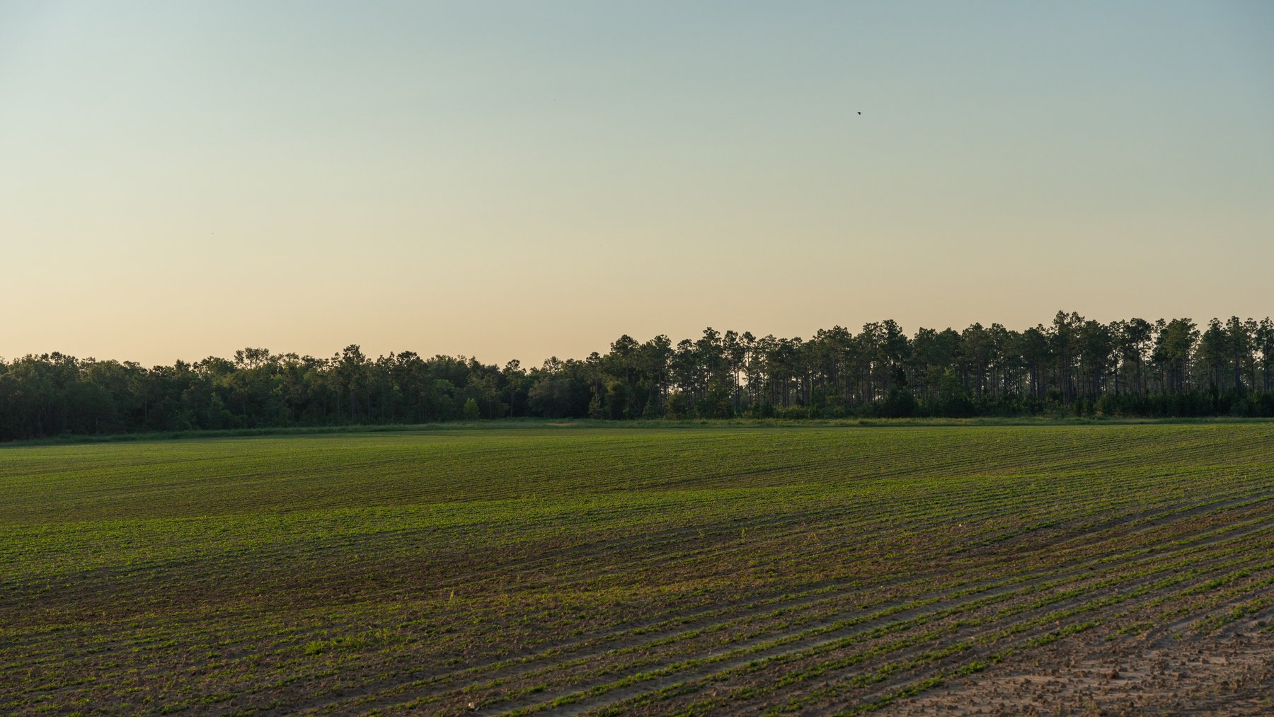 Image for 481+/- Acres - The John B. Wight Trust - Irrigated Row Crop Farm