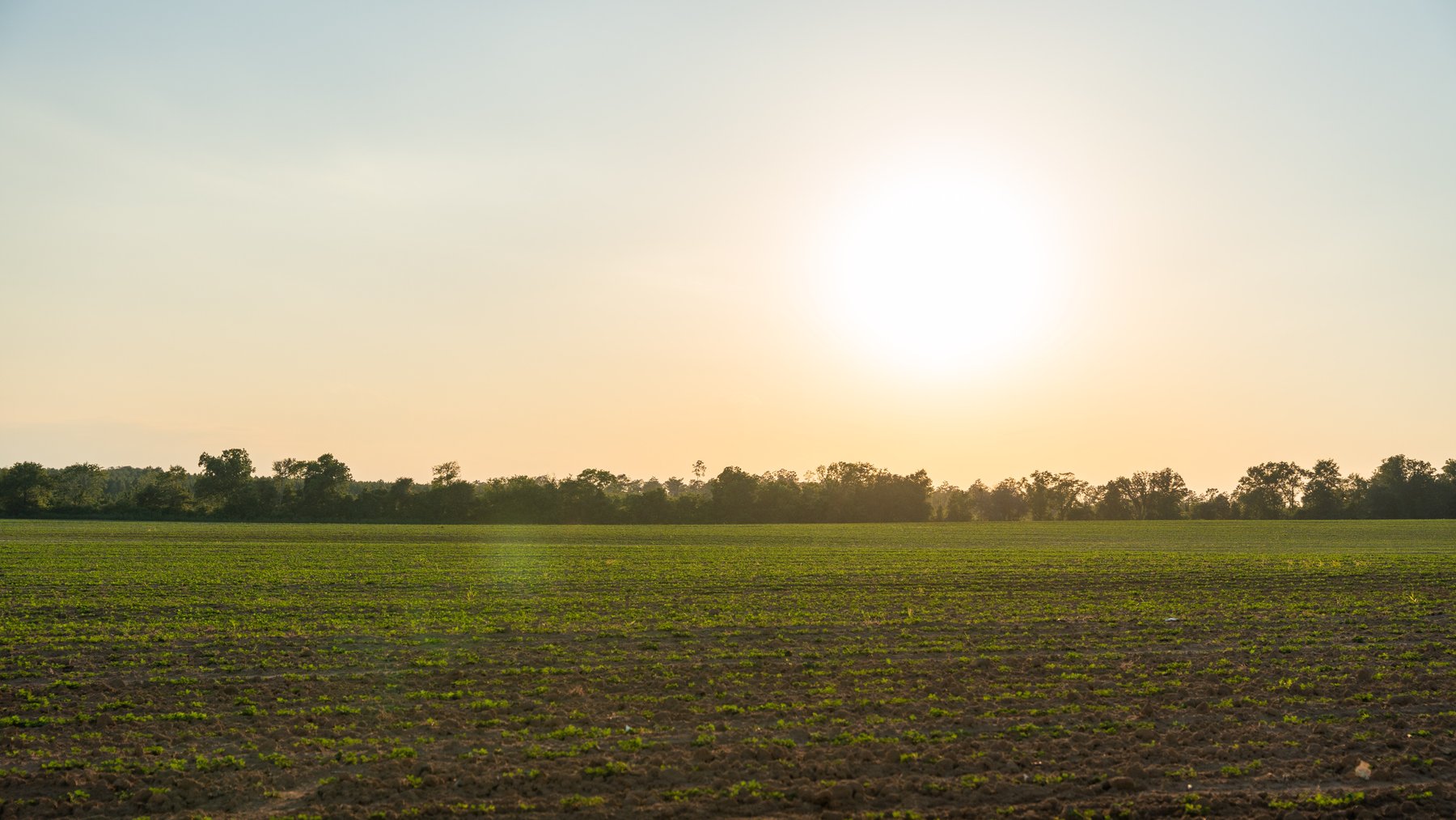 Image for 481+/- Acres - The John B. Wight Trust - Irrigated Row Crop Farm