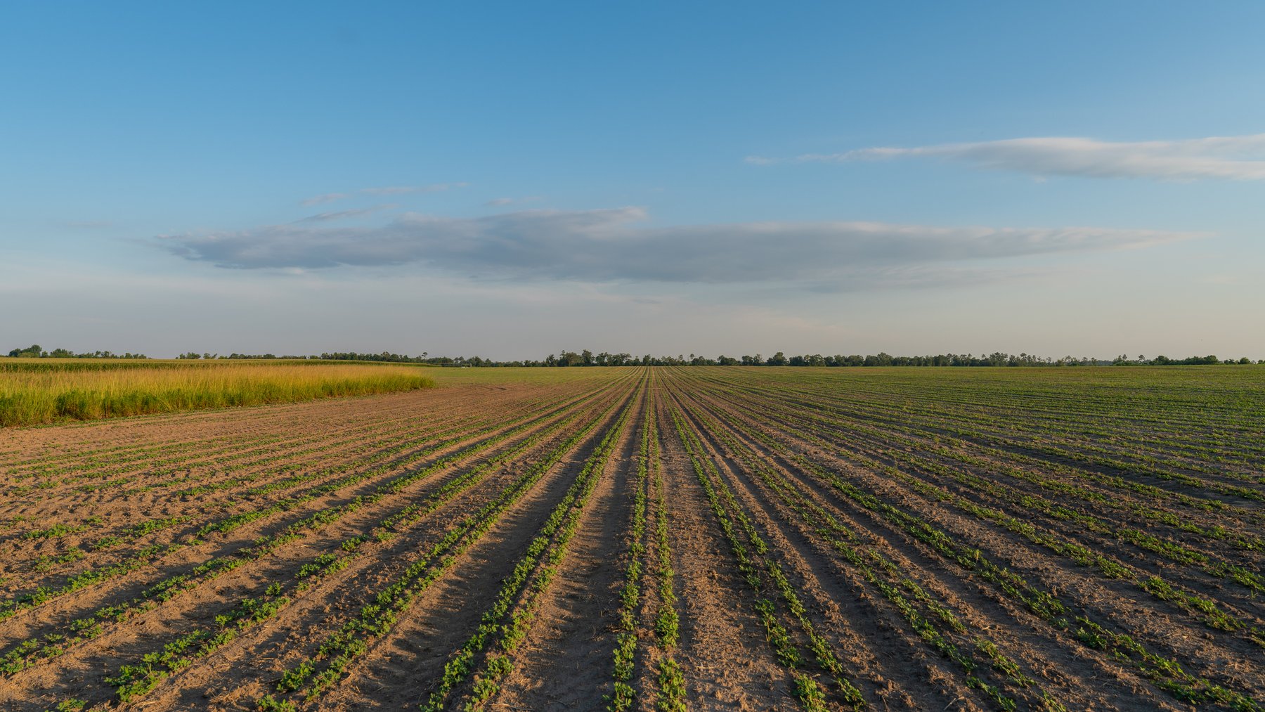 Image for 481+/- Acres - The John B. Wight Trust - Irrigated Row Crop Farm