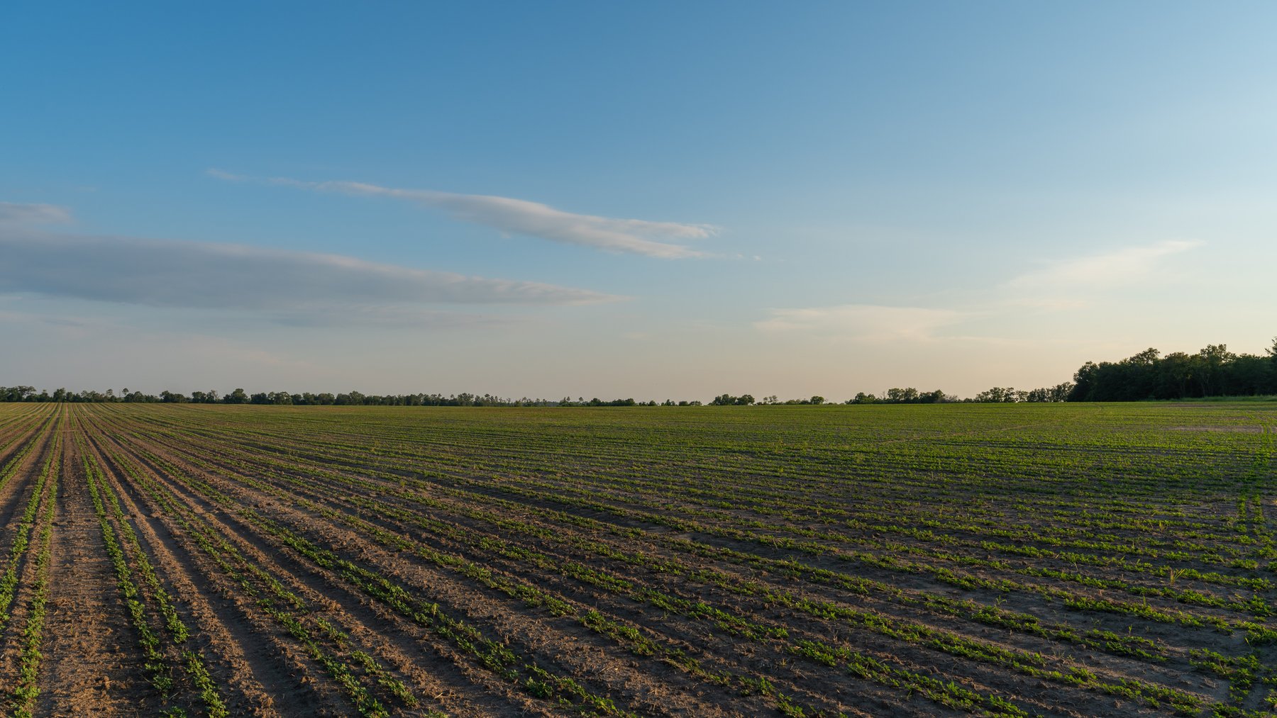 Image for 481+/- Acres - The John B. Wight Trust - Irrigated Row Crop Farm