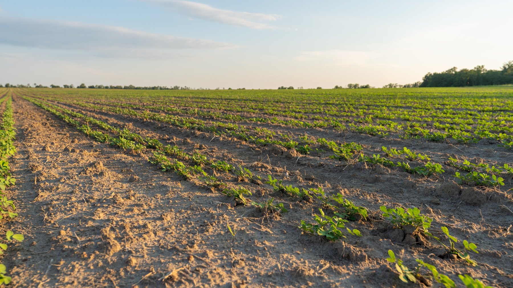 Image for 481+/- Acres - The John B. Wight Trust - Irrigated Row Crop Farm