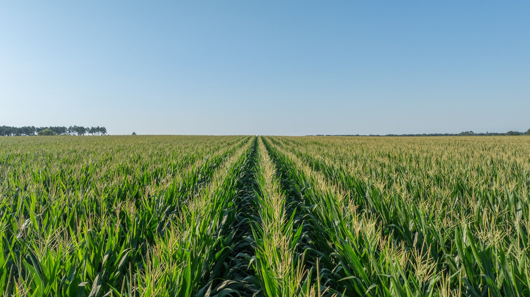 Image for 481+/- Acres - The John B. Wight Trust - Irrigated Row Crop Farm