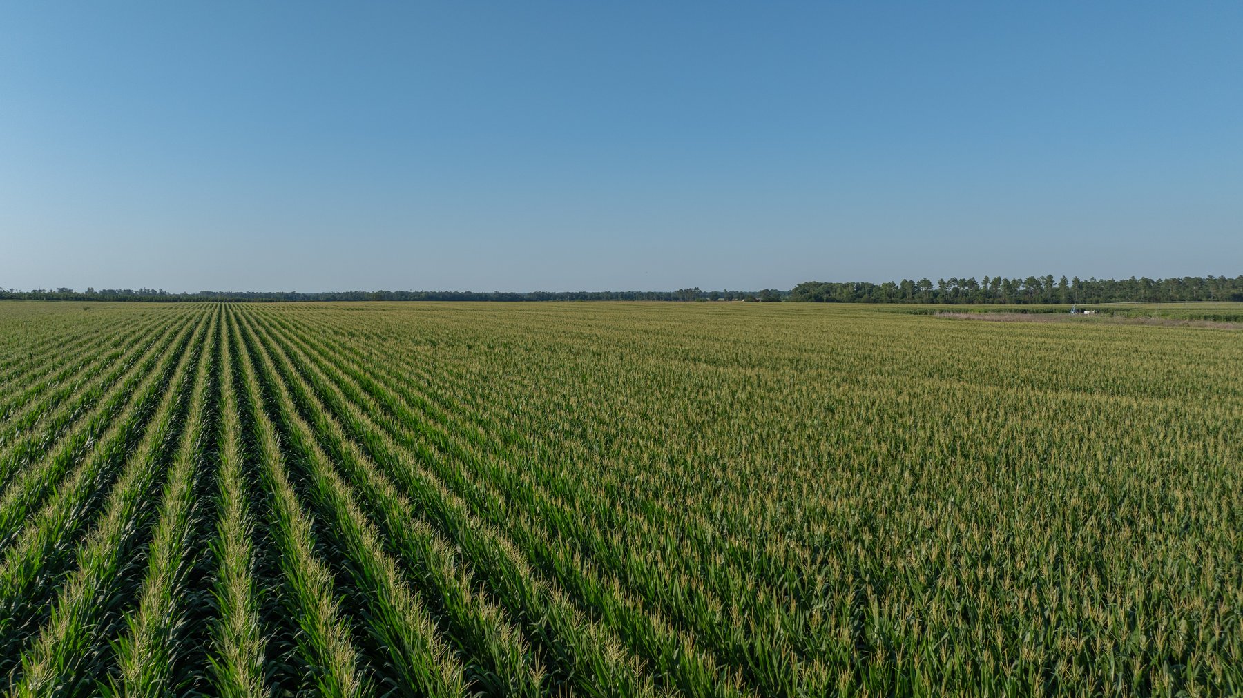 Image for 481+/- Acres - The John B. Wight Trust - Irrigated Row Crop Farm