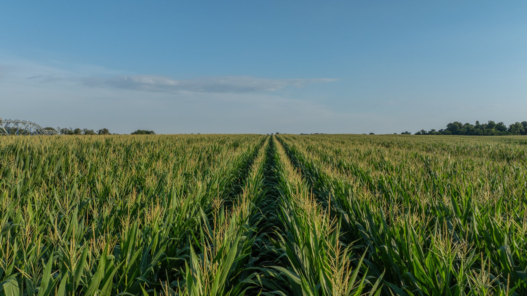 Image for 481+/- Acres - The John B. Wight Trust - Irrigated Row Crop Farm
