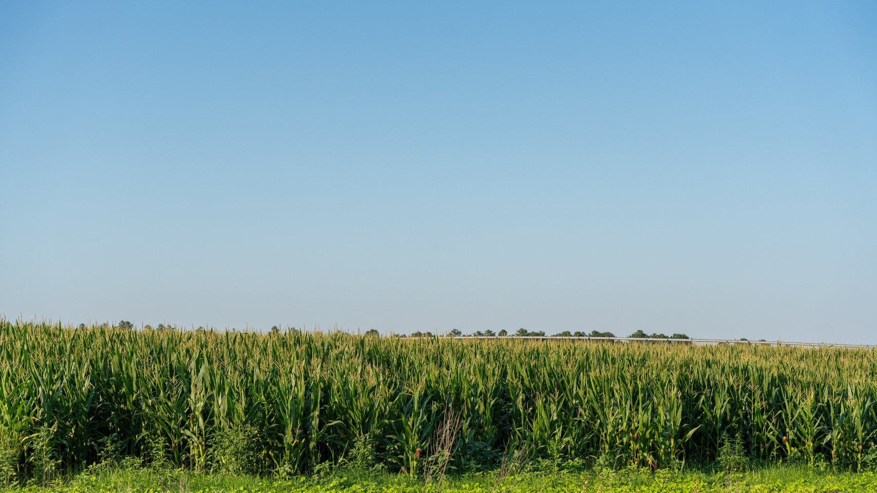 Image for 481+/- Acres - The John B. Wight Trust - Irrigated Row Crop Farm