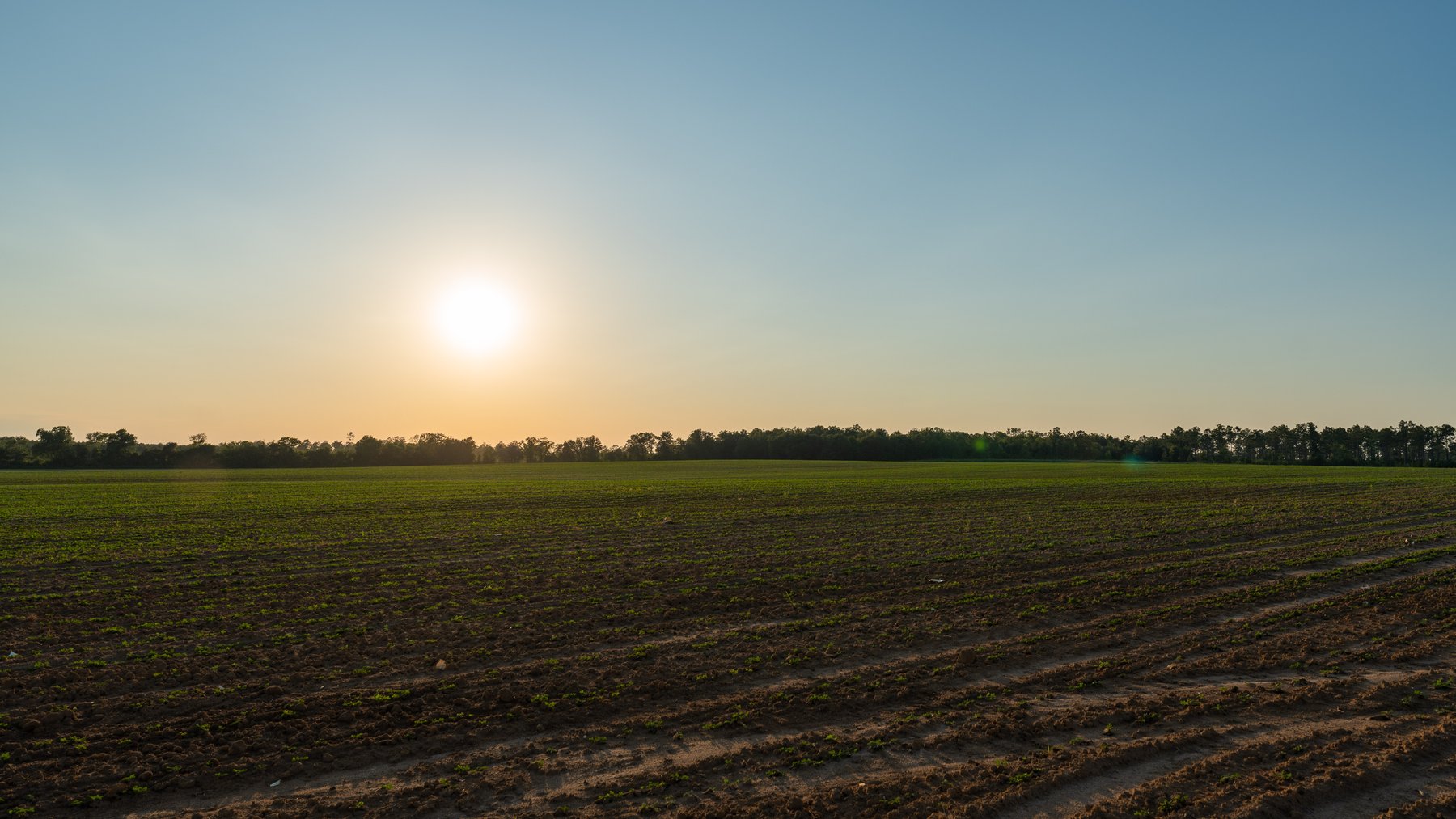 Image for 481+/- Acres - The John B. Wight Trust - Irrigated Row Crop Farm