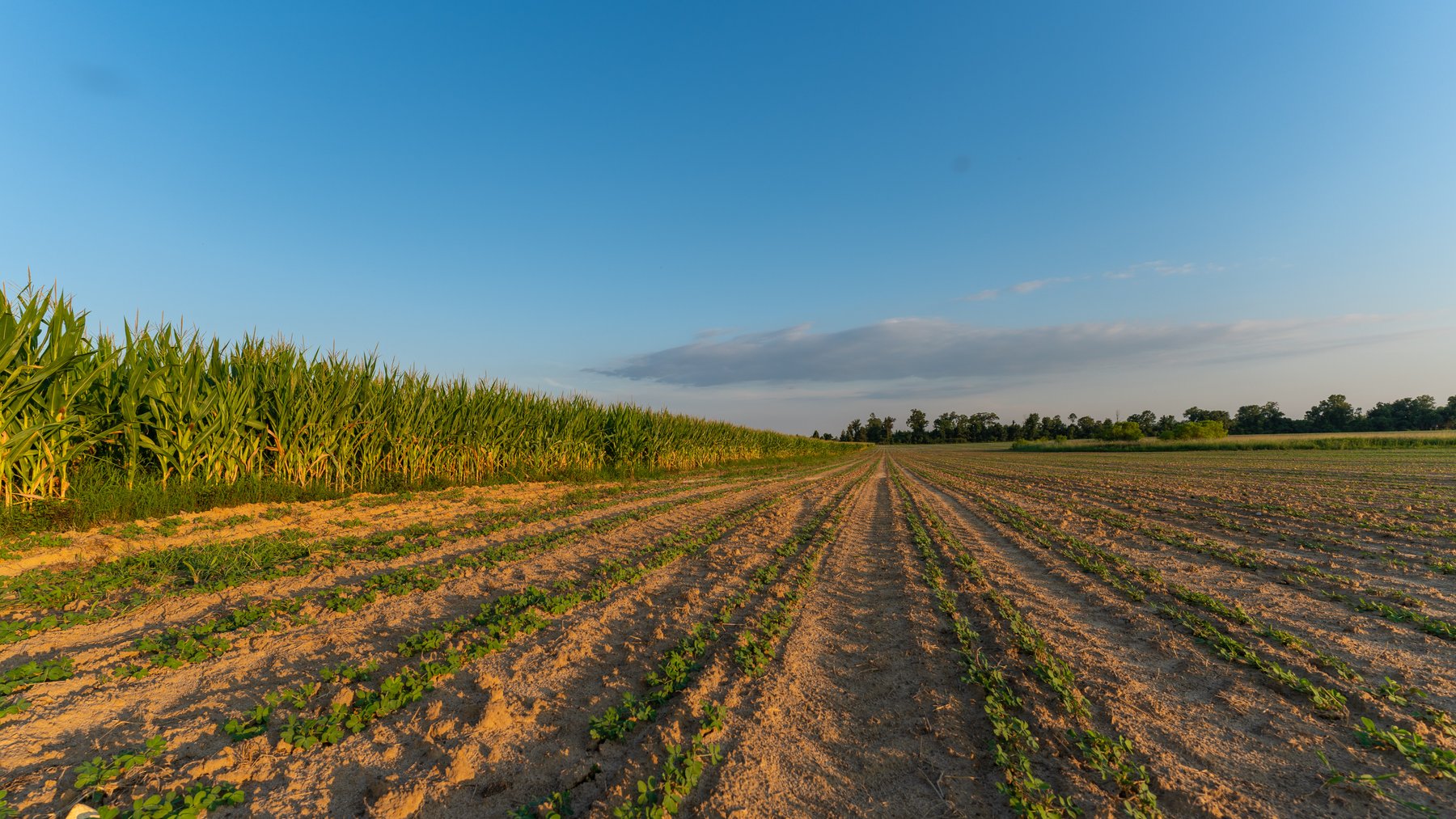 Image for 481+/- Acres - The John B. Wight Trust - Irrigated Row Crop Farm