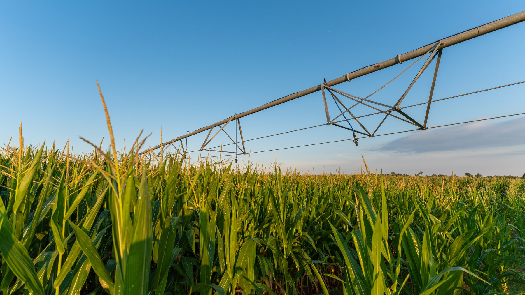Image for 481+/- Acres - The John B. Wight Trust - Irrigated Row Crop Farm