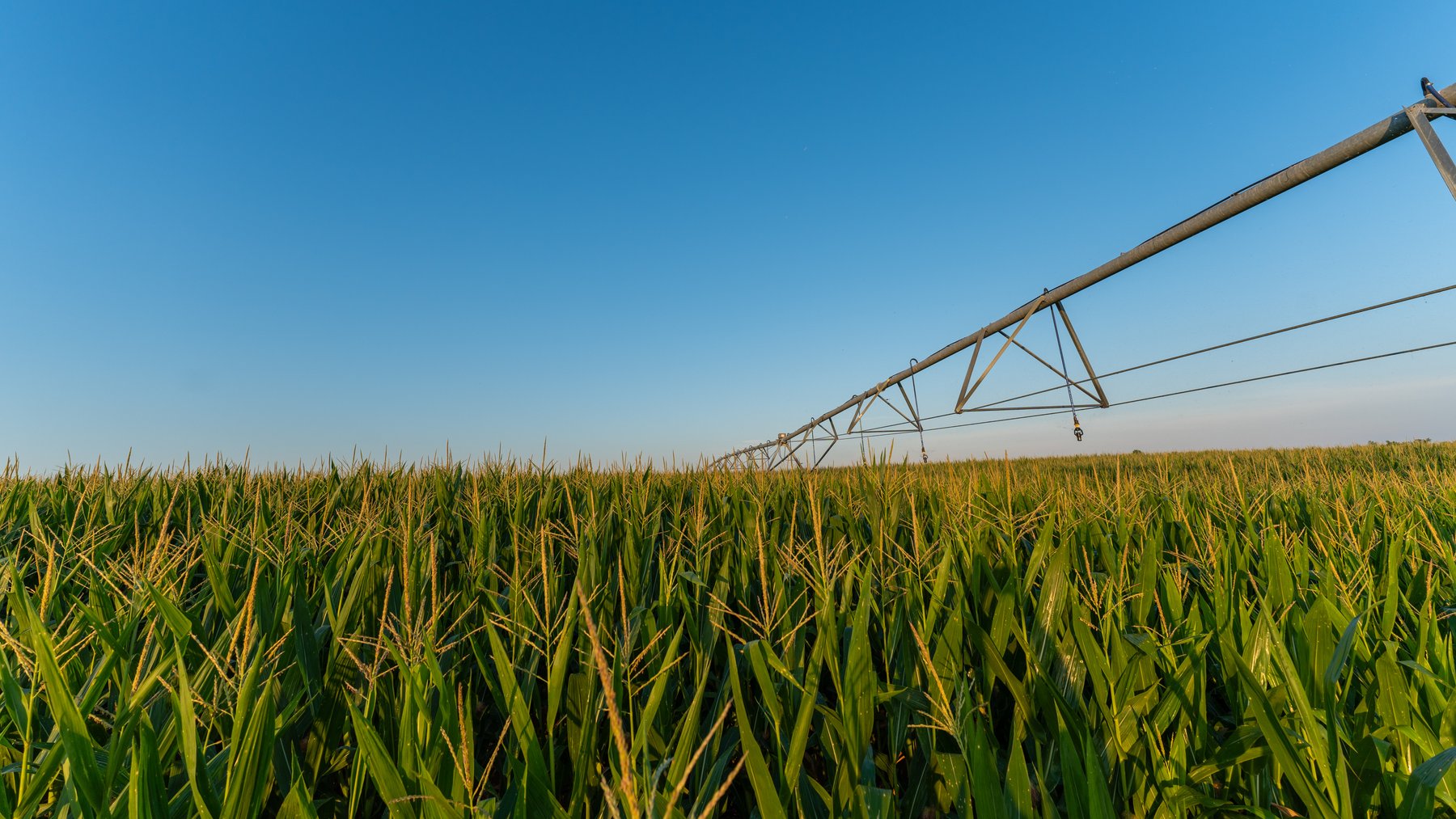 Image for 481+/- Acres - The John B. Wight Trust - Irrigated Row Crop Farm