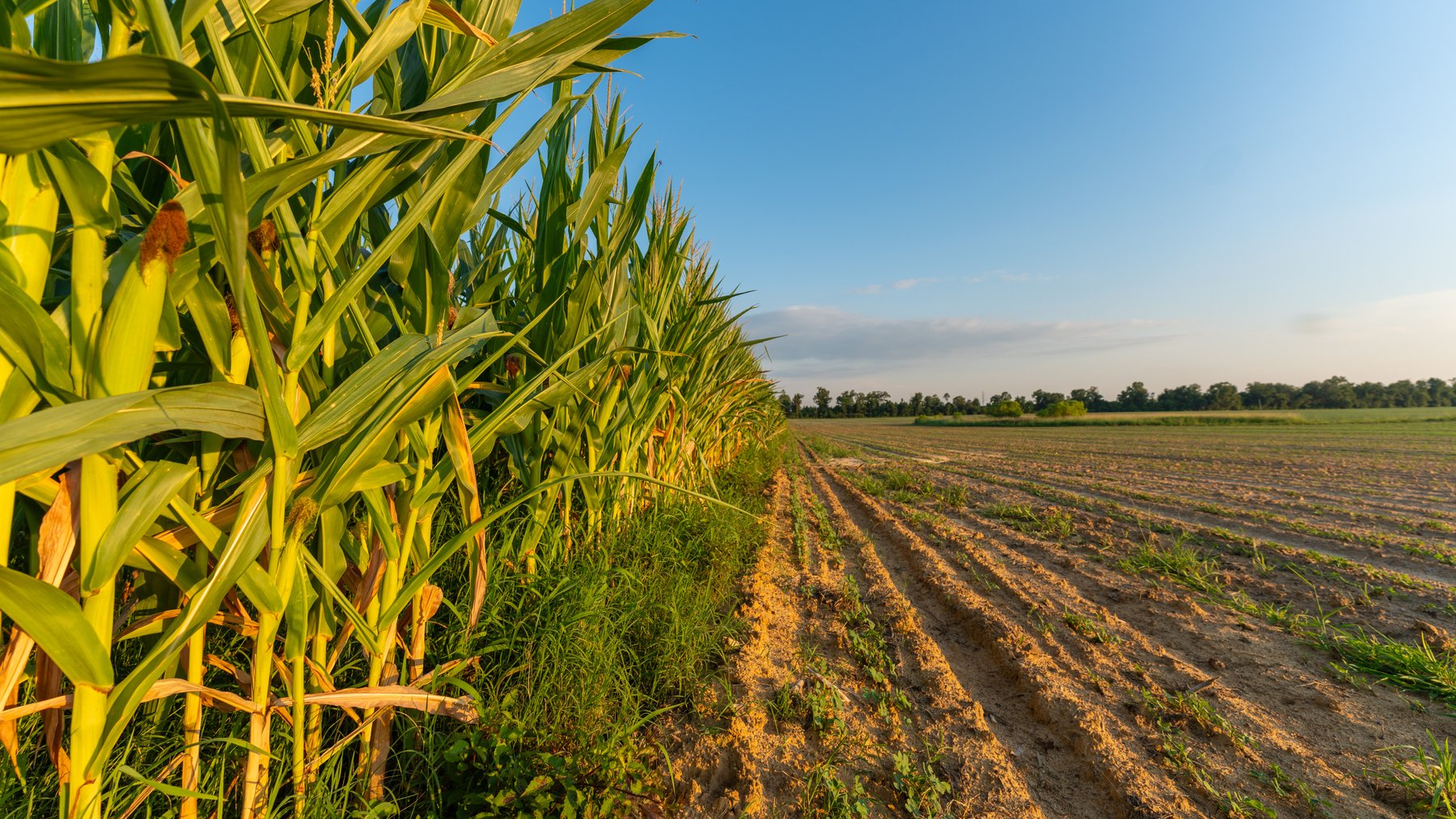 Image for 481+/- Acres - The John B. Wight Trust - Irrigated Row Crop Farm