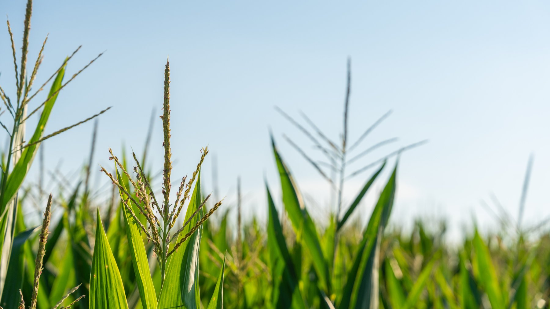Image for 481+/- Acres - The John B. Wight Trust - Irrigated Row Crop Farm