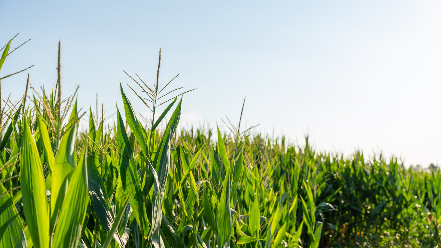 Image for 481+/- Acres - The John B. Wight Trust - Irrigated Row Crop Farm