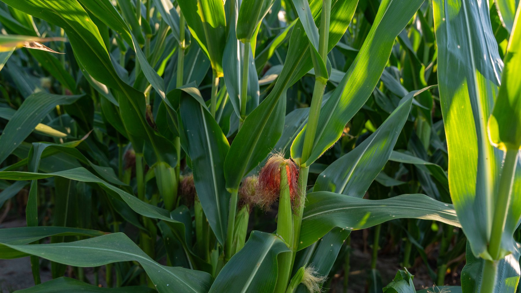 Image for 481+/- Acres - The John B. Wight Trust - Irrigated Row Crop Farm