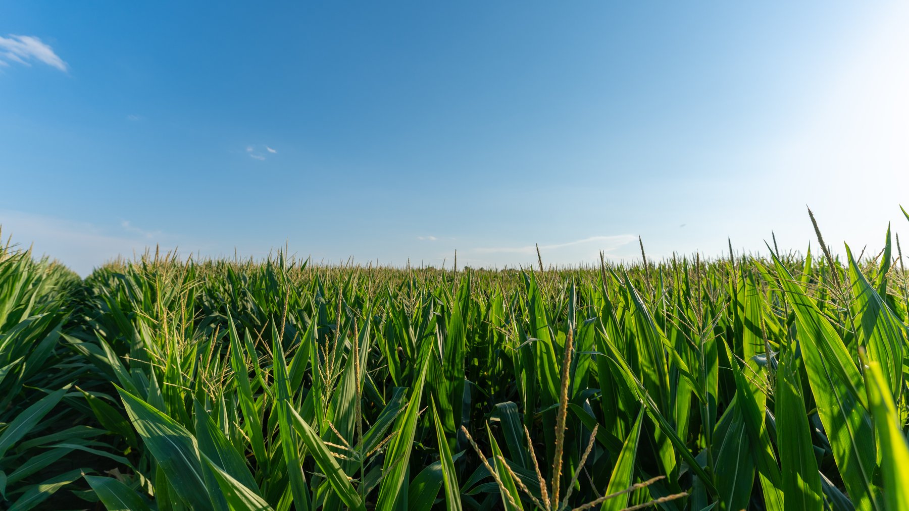 Image for 481+/- Acres - The John B. Wight Trust - Irrigated Row Crop Farm
