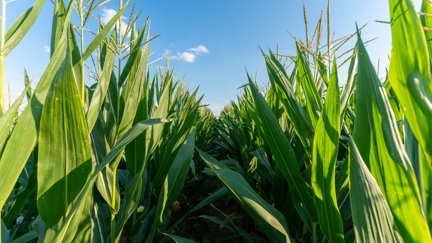 Image for 481+/- Acres - The John B. Wight Trust - Irrigated Row Crop Farm
