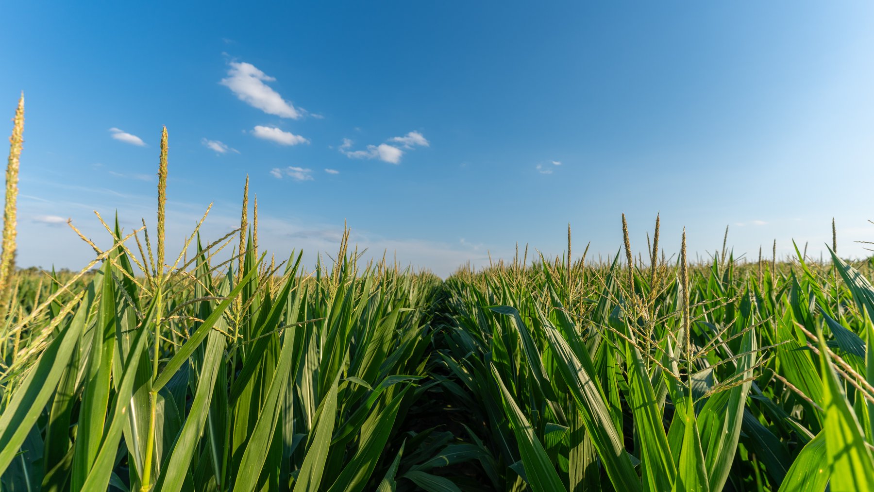 Image for 481+/- Acres - The John B. Wight Trust - Irrigated Row Crop Farm