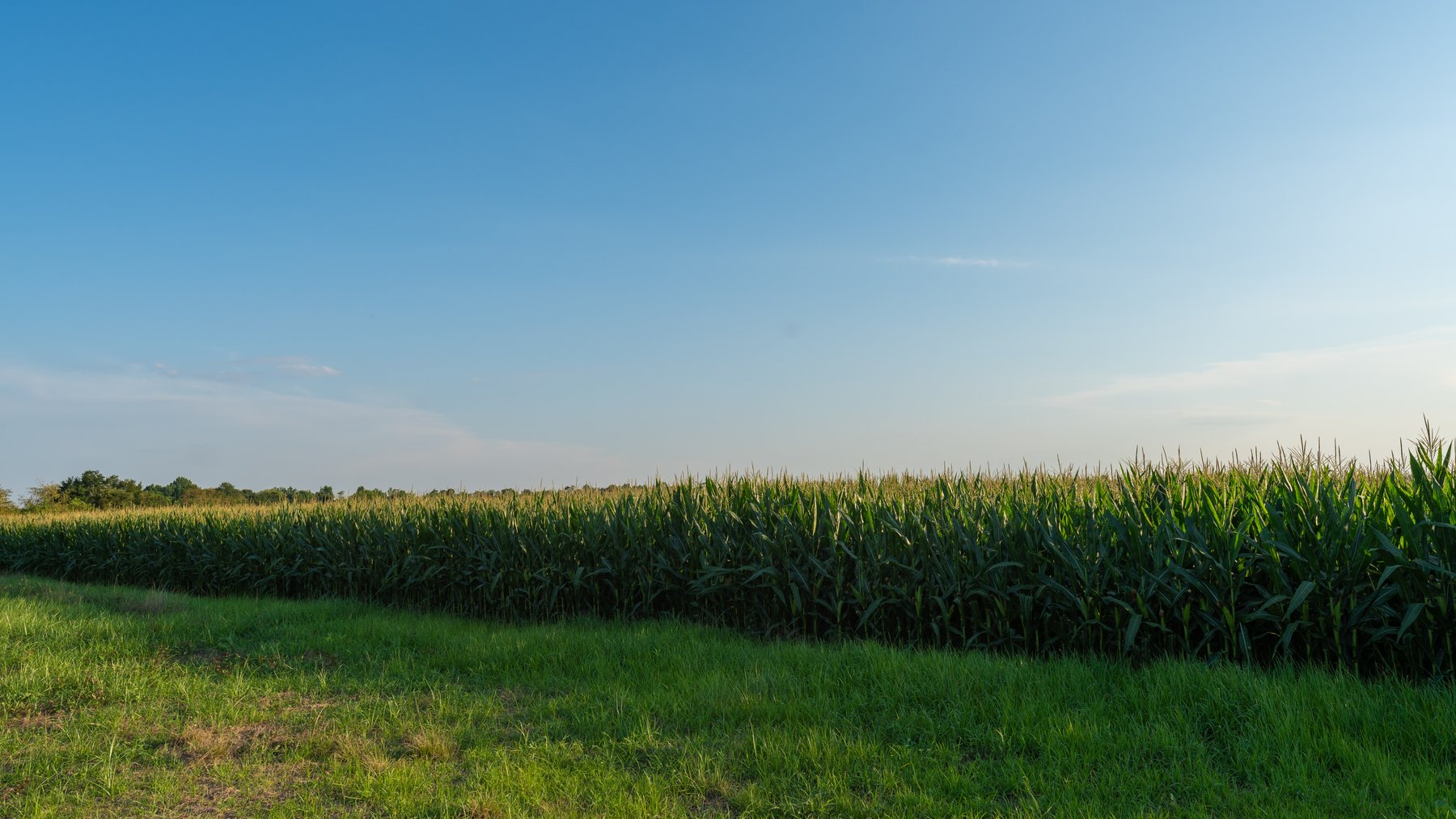 Image for 481+/- Acres - The John B. Wight Trust - Irrigated Row Crop Farm