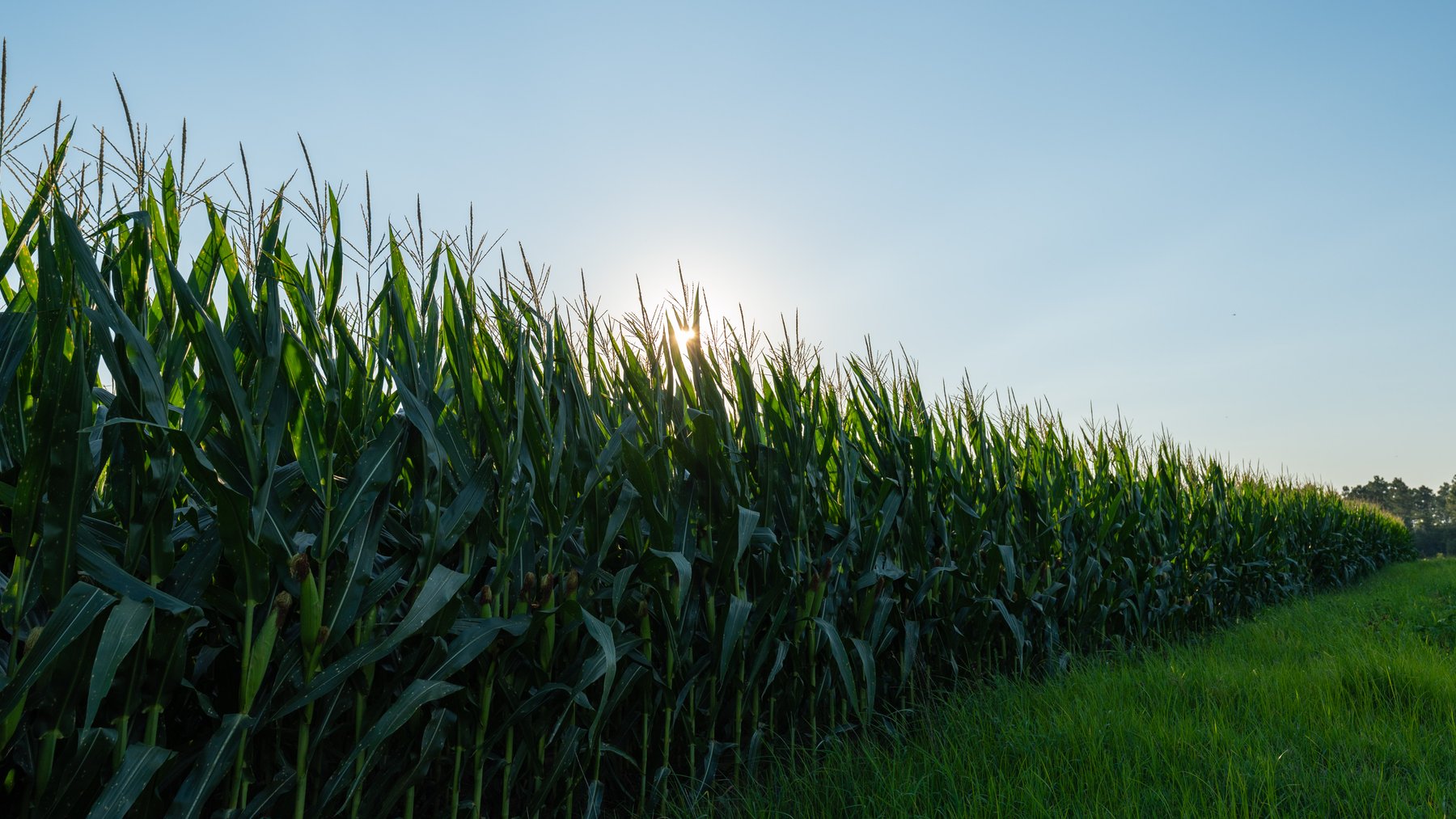 Image for 481+/- Acres - The John B. Wight Trust - Irrigated Row Crop Farm