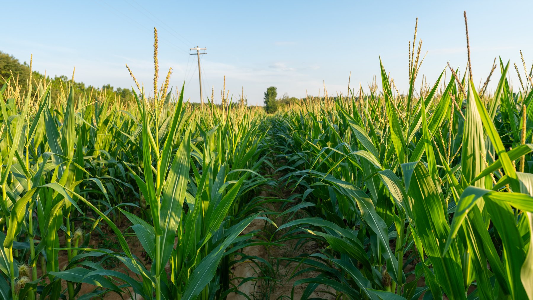 Image for 481+/- Acres - The John B. Wight Trust - Irrigated Row Crop Farm