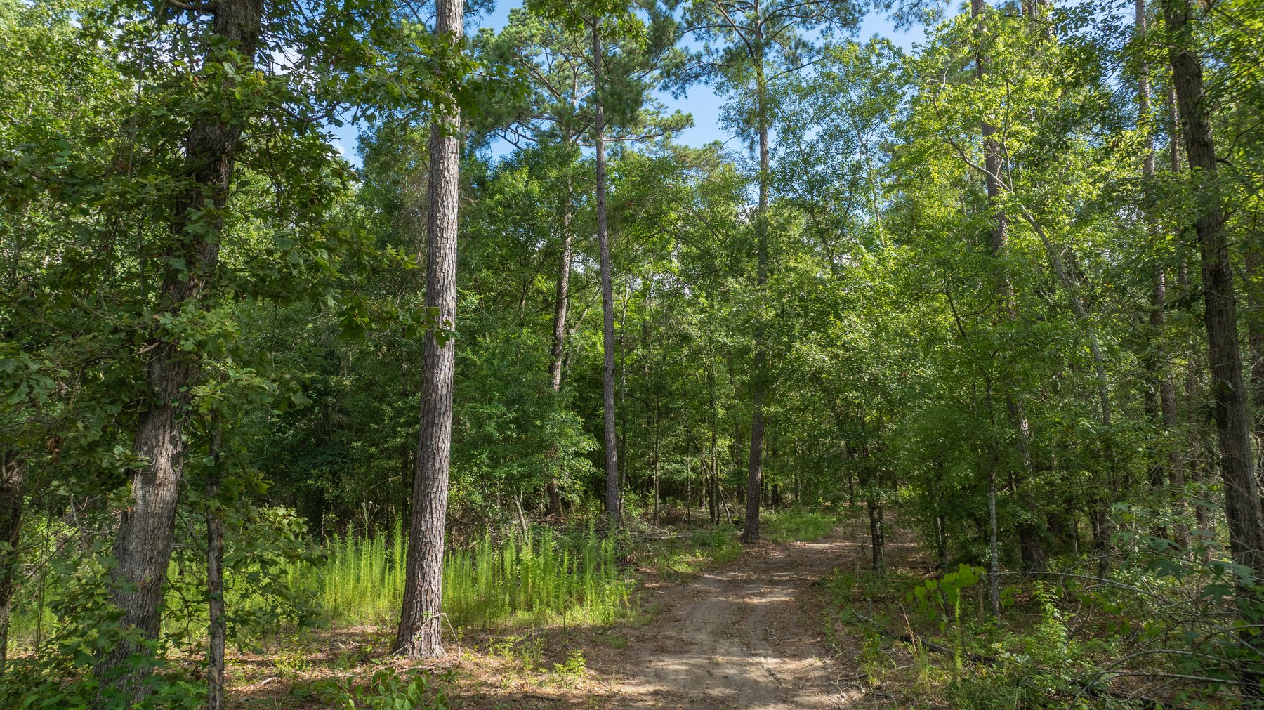 Image for The Grady Pines Tract - 32 +/- Total Acres - Prime Recreational Acreage with Homesite Potential