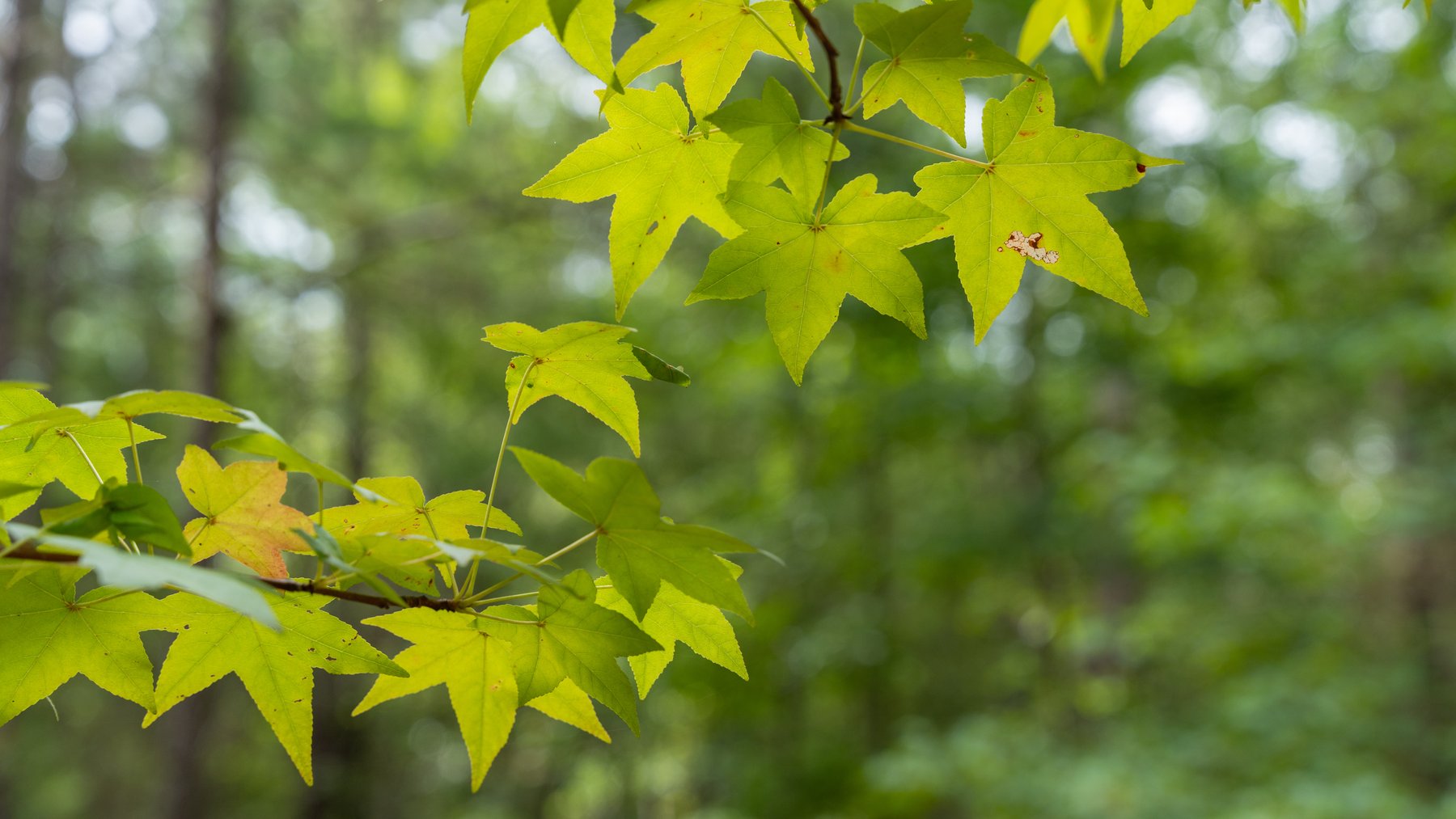 Image for The Grady Pines Tract - 32 +/- Total Acres - Prime Recreational Acreage with Homesite Potential