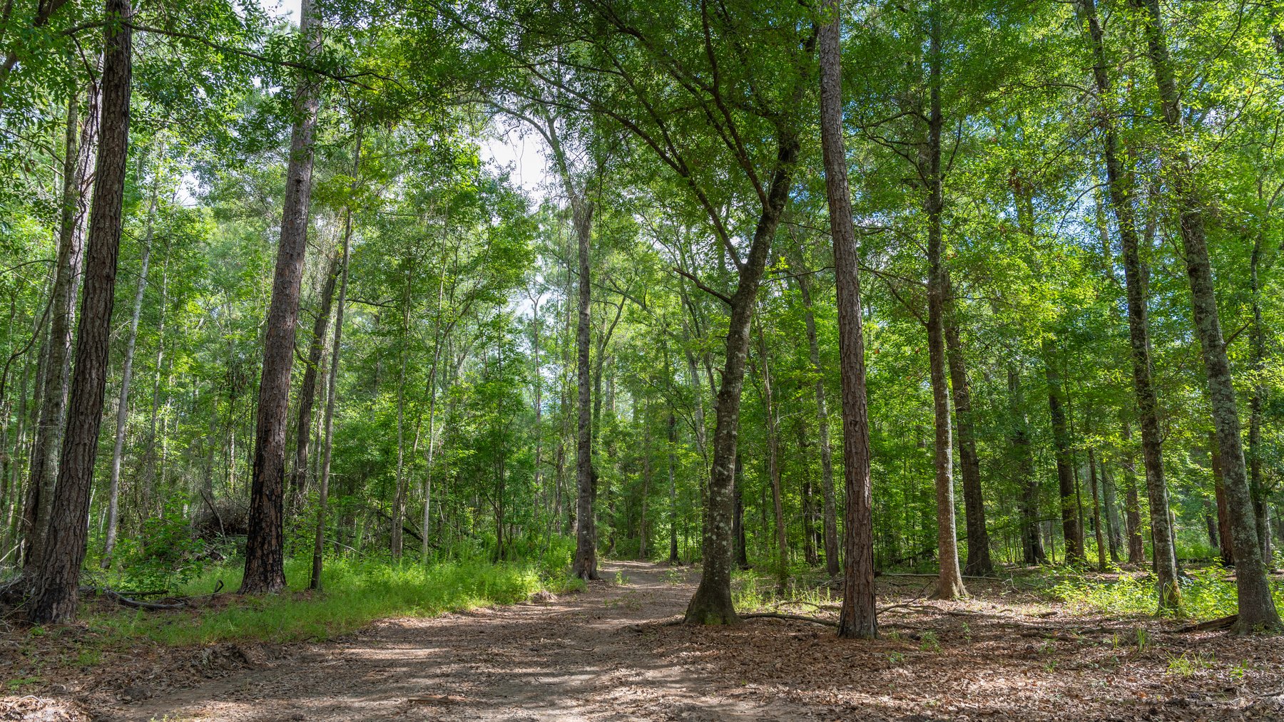 Image for The Grady Pines Tract - 32 +/- Total Acres - Prime Recreational Acreage with Homesite Potential