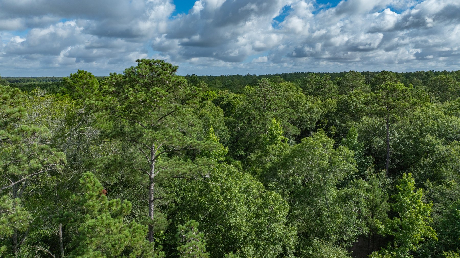 Image for The Grady Pines Tract - 32 +/- Total Acres - Prime Recreational Acreage with Homesite Potential