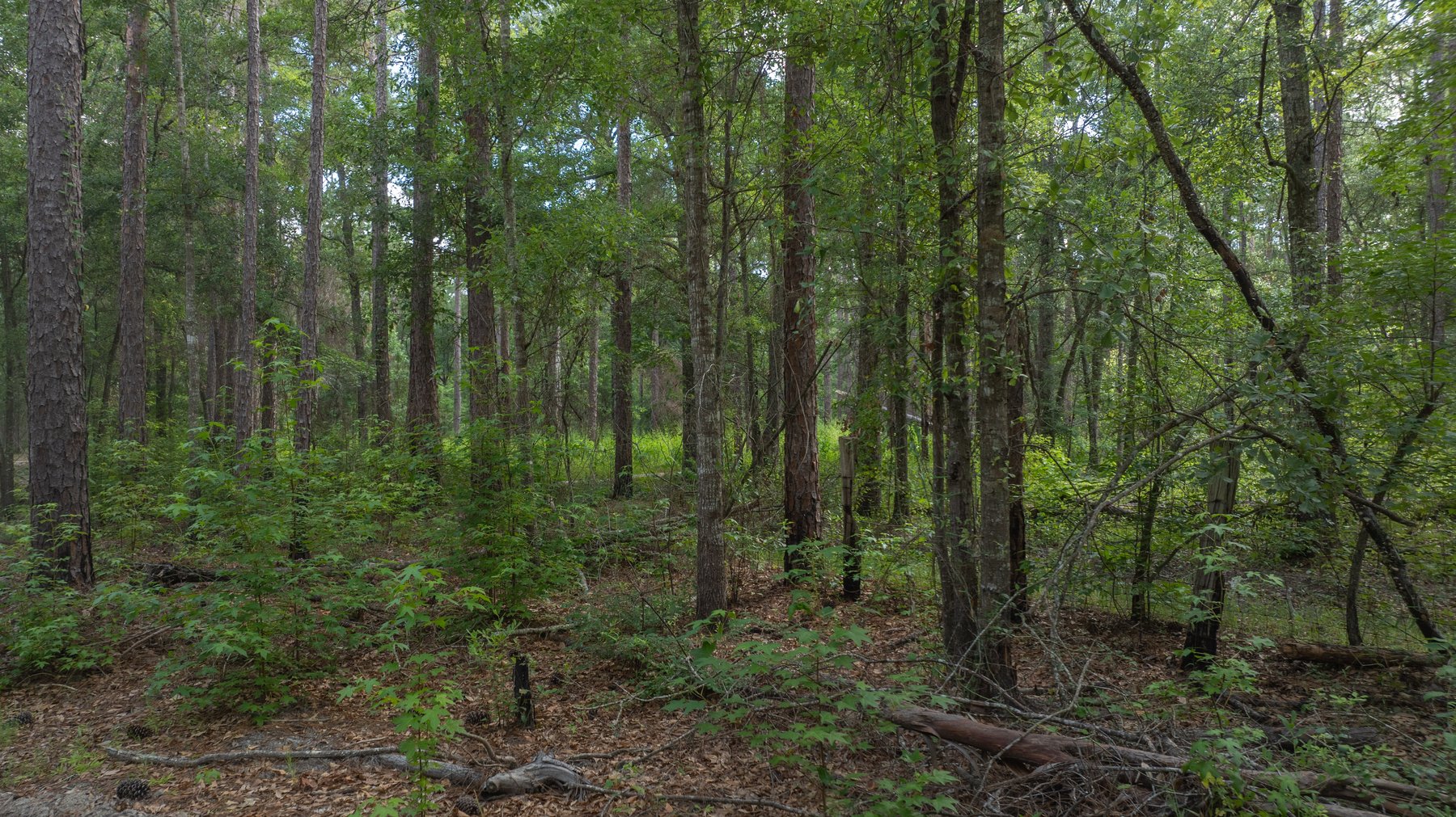 Image for The Grady Pines Tract - 32 +/- Total Acres - Prime Recreational Acreage with Homesite Potential