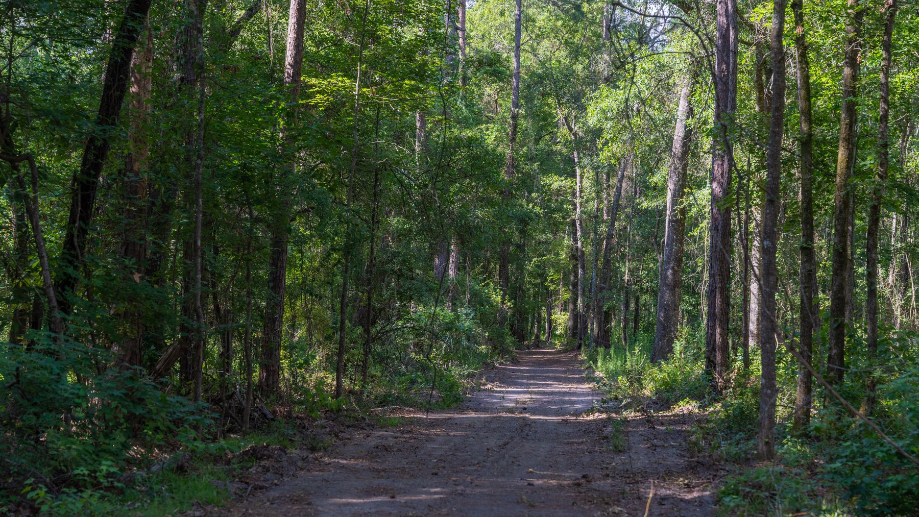 Image for The Grady Pines Tract - 32 +/- Total Acres - Prime Recreational Acreage with Homesite Potential