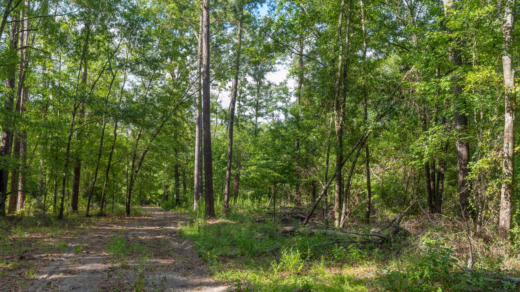 Image for The Grady Pines Tract - 32 +/- Total Acres - Prime Recreational Acreage with Homesite Potential