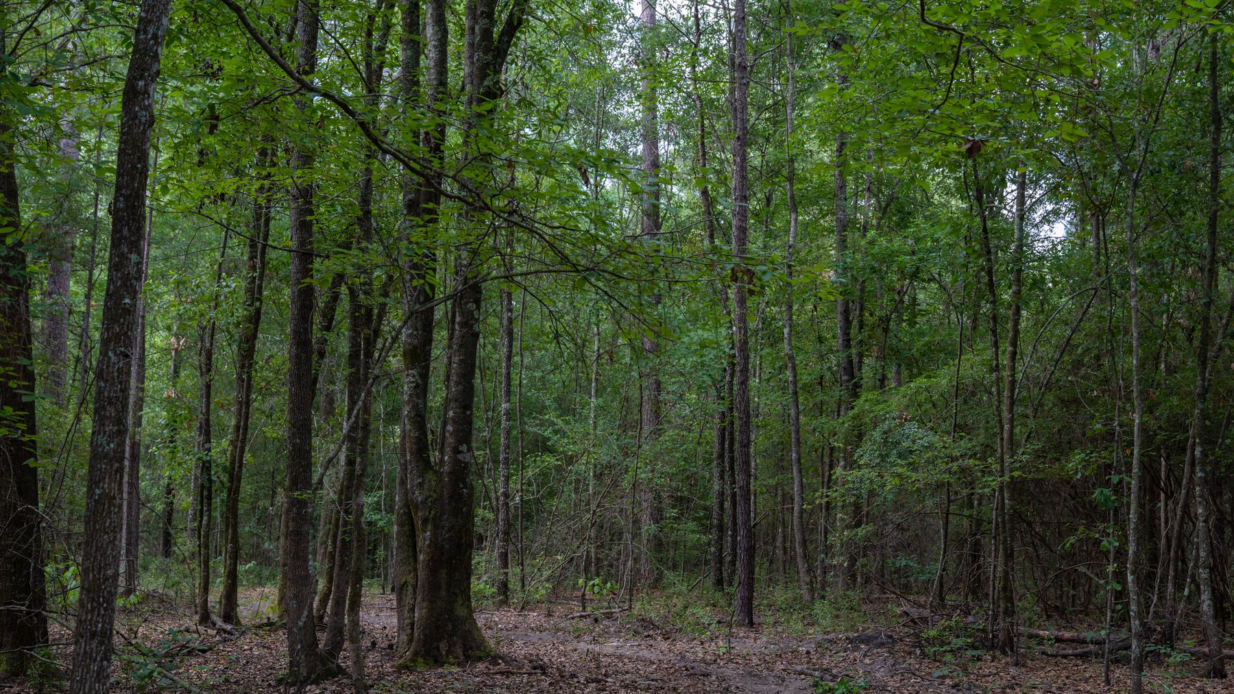 Image for The Grady Pines Tract - 32 +/- Total Acres - Prime Recreational Acreage with Homesite Potential