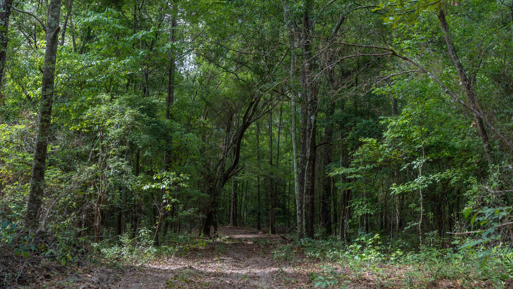 Image for The Grady Pines Tract - 32 +/- Total Acres - Prime Recreational Acreage with Homesite Potential
