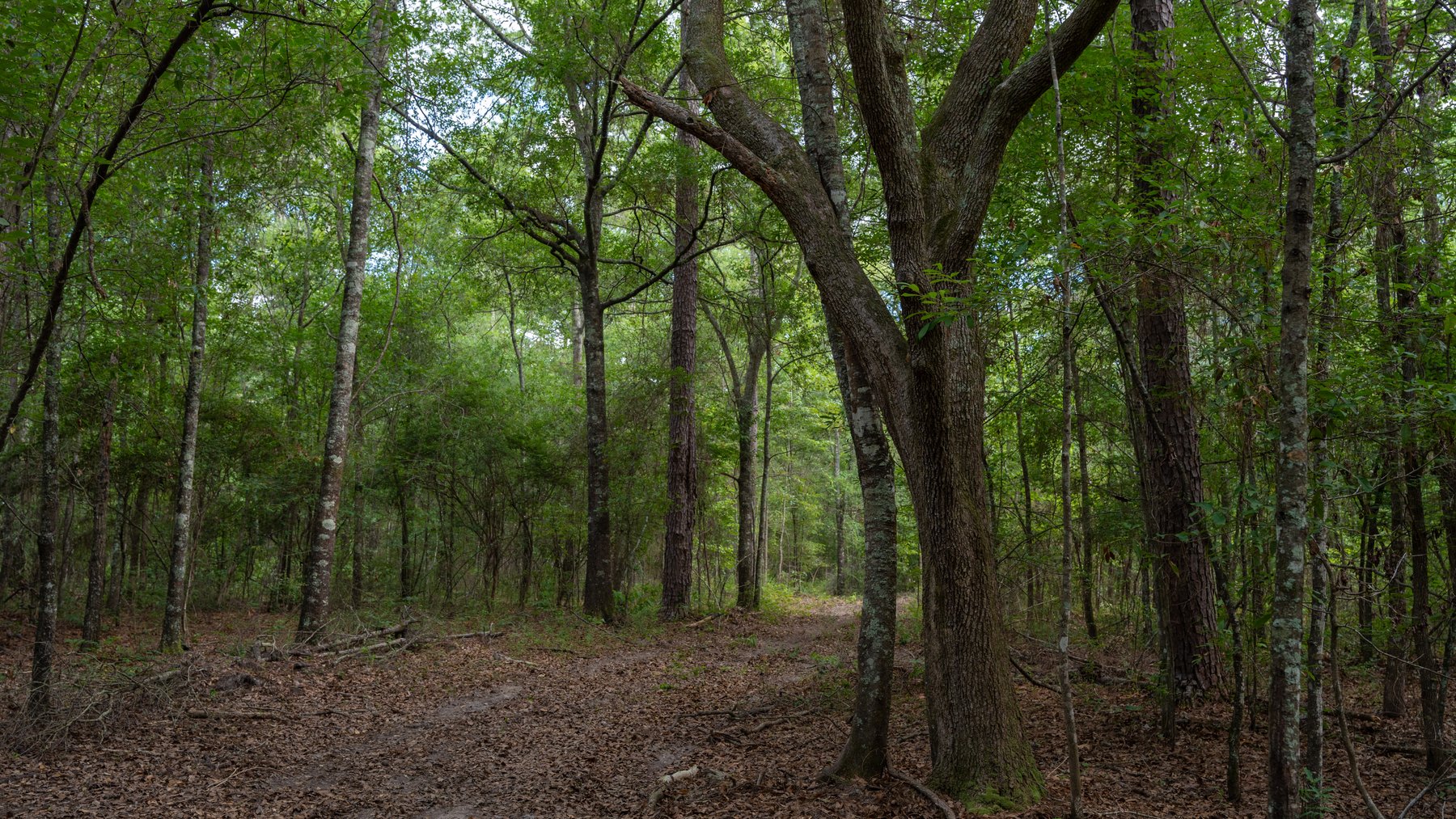 Image for The Grady Pines Tract - 32 +/- Total Acres - Prime Recreational Acreage with Homesite Potential