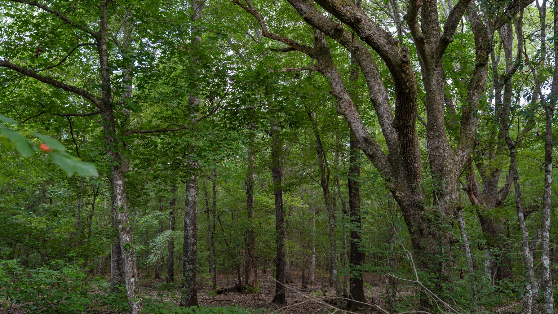 Image for The Grady Pines Tract - 32 +/- Total Acres - Prime Recreational Acreage with Homesite Potential