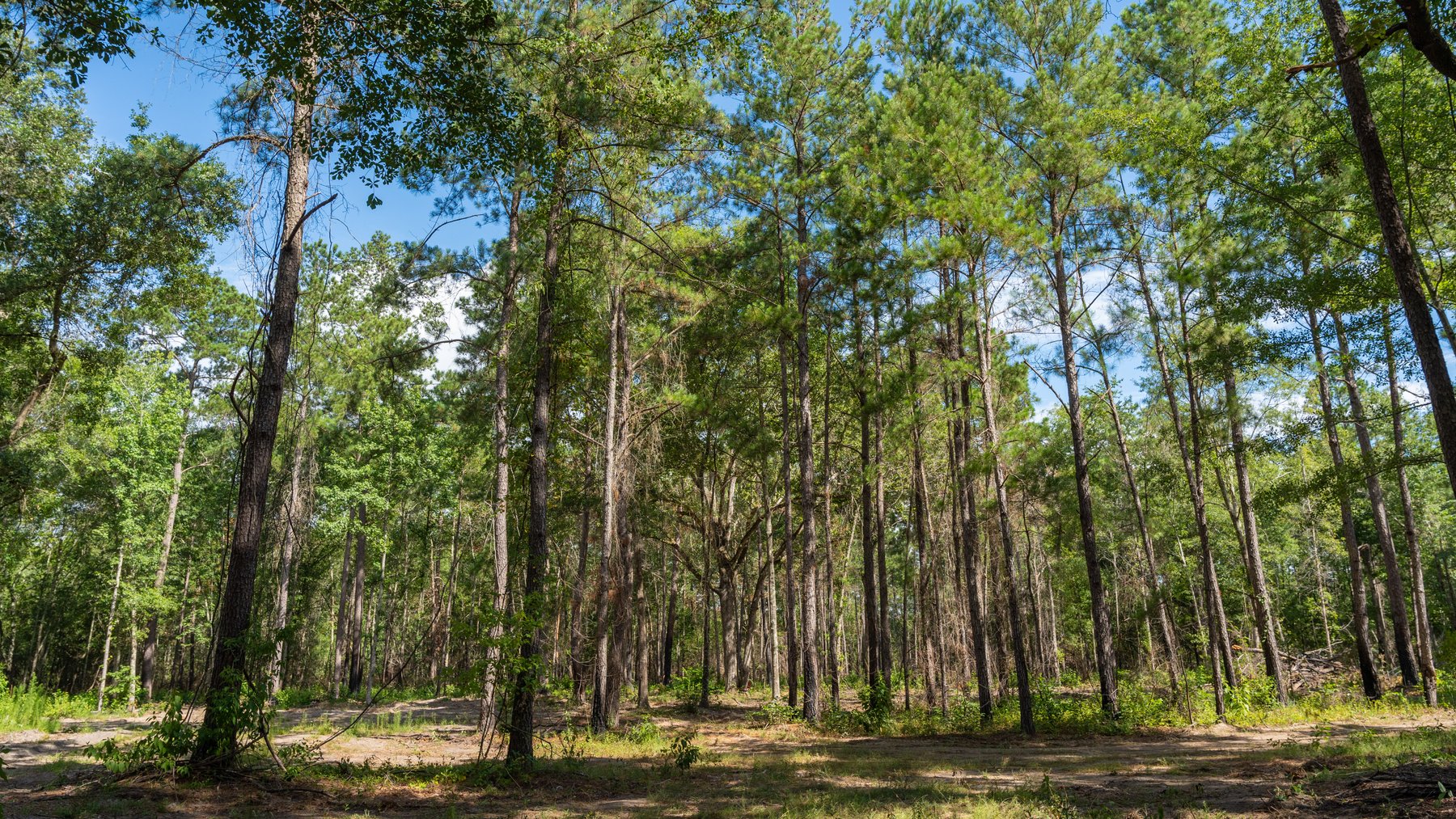Image for The Grady Pines Tract - 32 +/- Total Acres - Prime Recreational Acreage with Homesite Potential