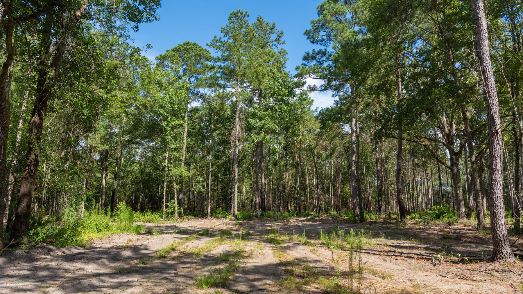 Image for The Grady Pines Tract - 32 +/- Total Acres - Prime Recreational Acreage with Homesite Potential