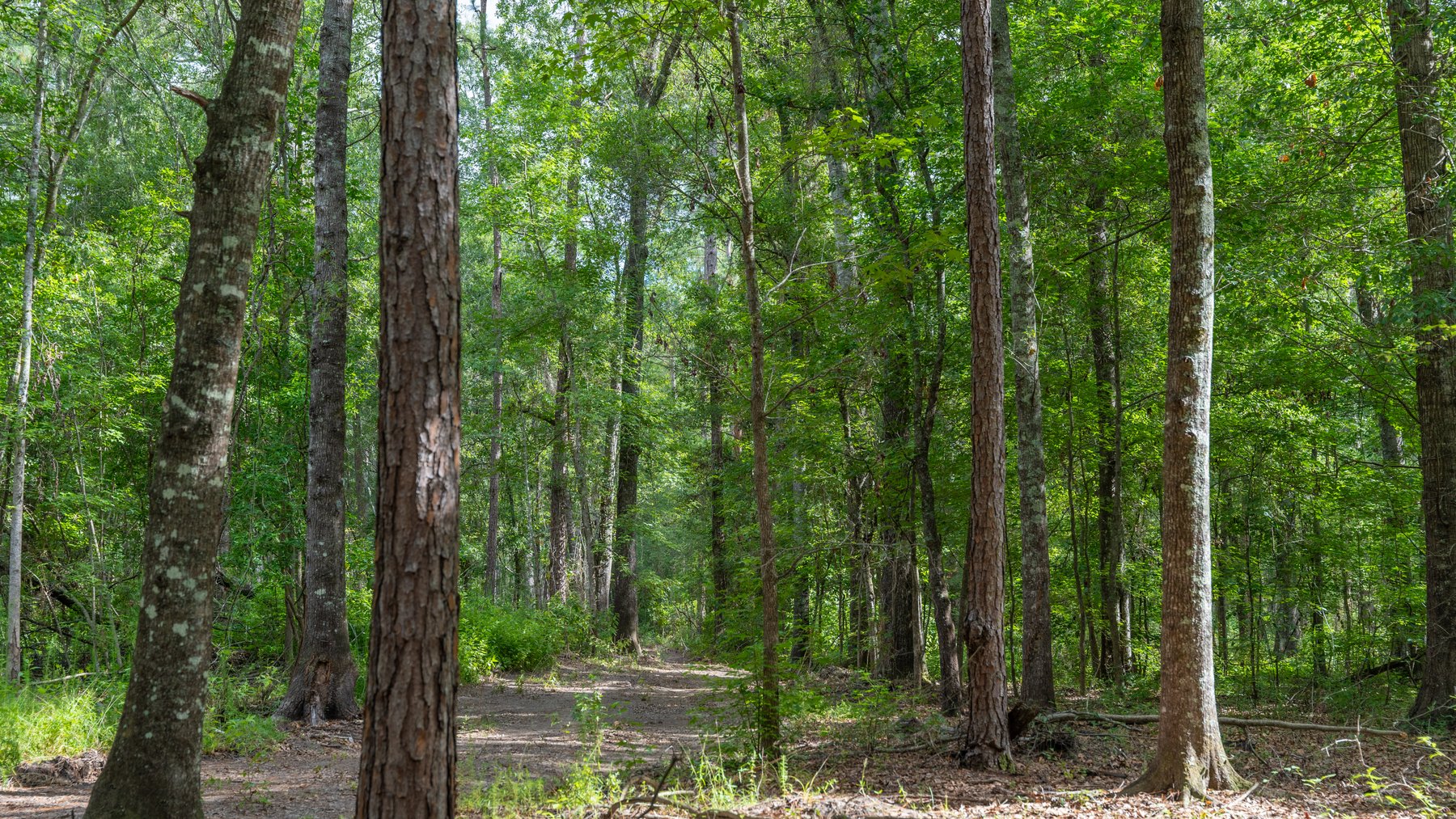 Image for The Grady Pines Tract - 32 +/- Total Acres - Prime Recreational Acreage with Homesite Potential