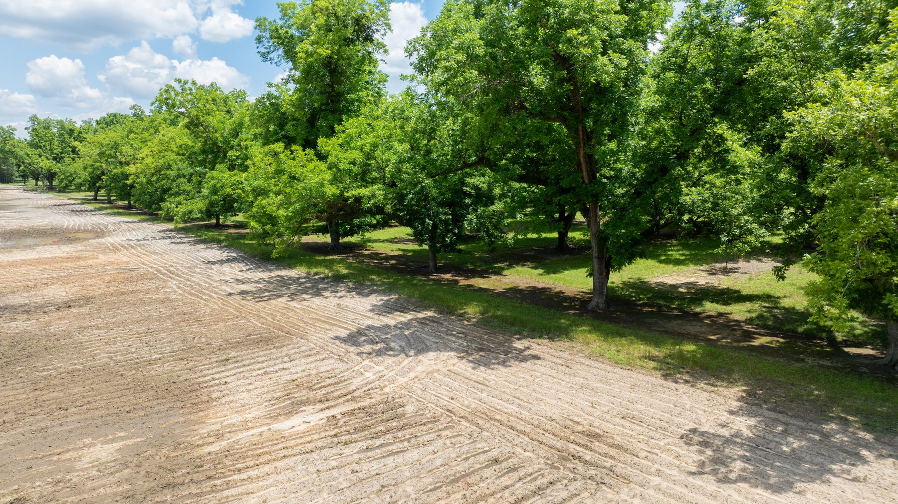 Image for 80.78+/- Acres - Turn-Key Pecan Operation w/ Row Crop Farmland