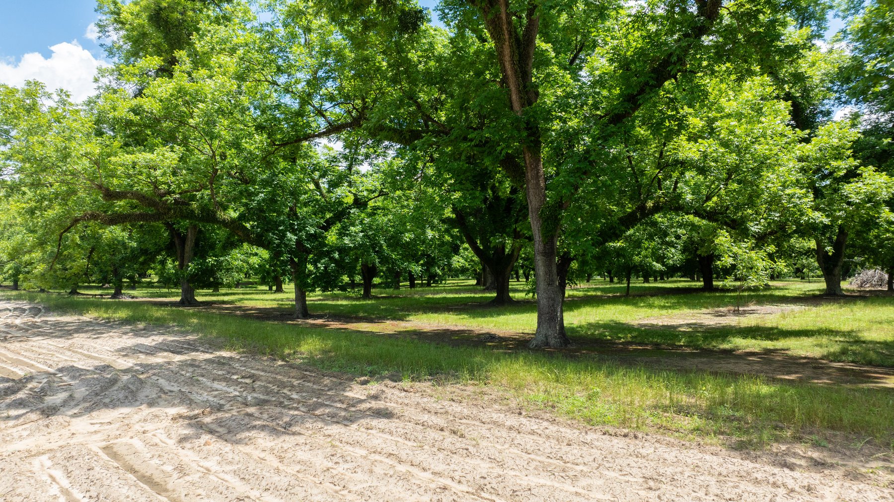 Image for 80.78+/- Acres - Turn-Key Pecan Operation w/ Row Crop Farmland