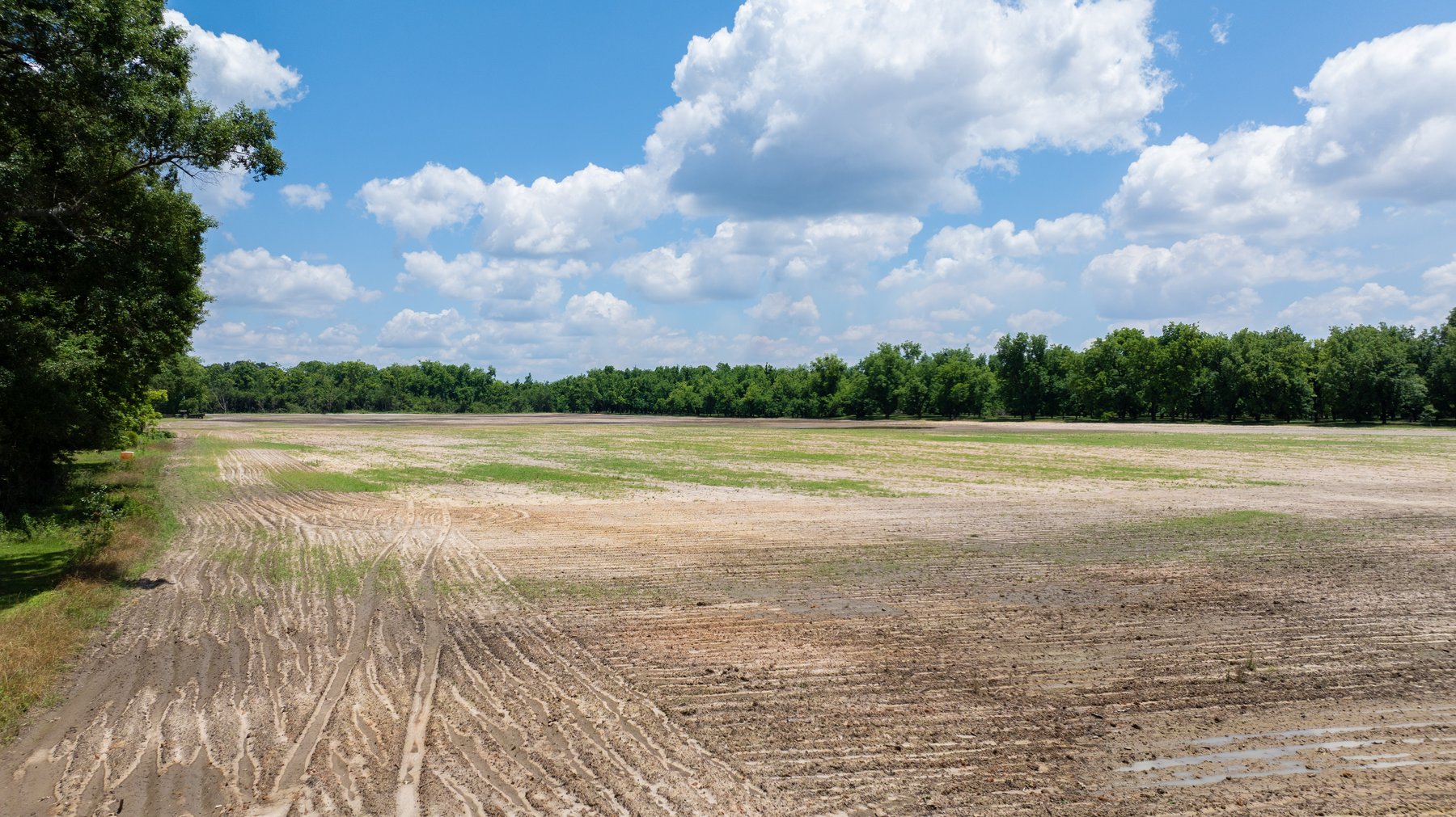 Image for 80.78+/- Acres - Turn-Key Pecan Operation w/ Row Crop Farmland