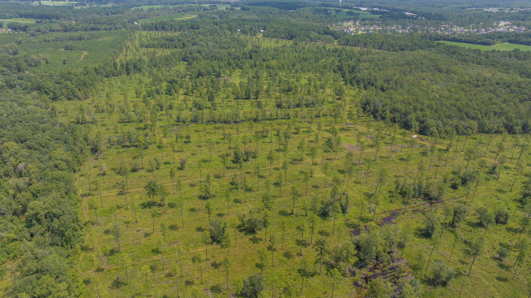 Image for 207+/- Acres in Lowndes County - Tremendous Development Potential