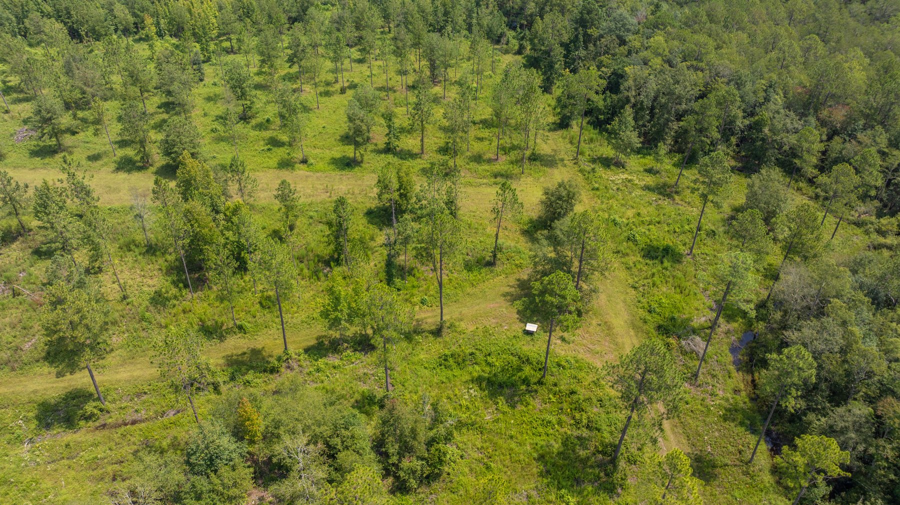 Image for 207+/- Acres in Lowndes County - Tremendous Development Potential