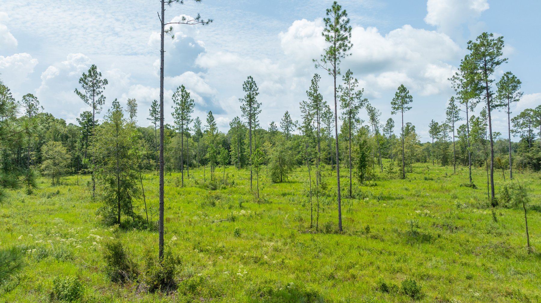 Image for 207+/- Acres in Lowndes County - Tremendous Development Potential