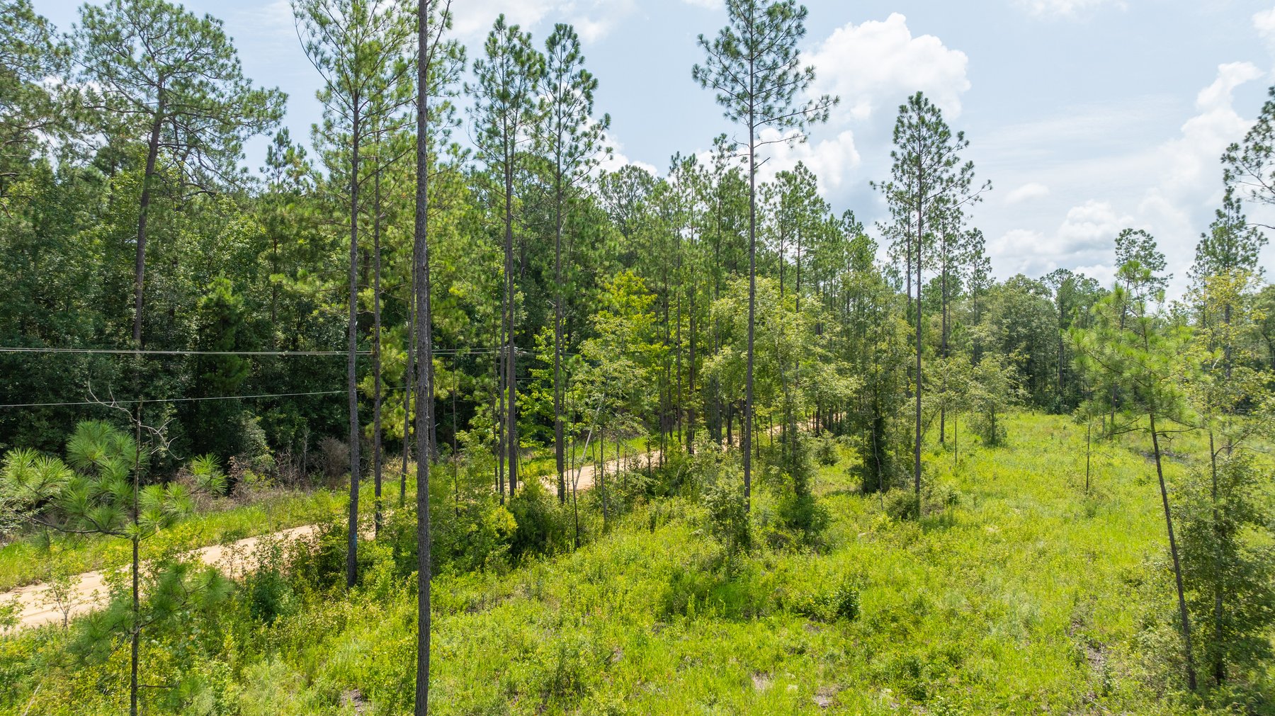 Image for 207+/- Acres in Lowndes County - Tremendous Development Potential